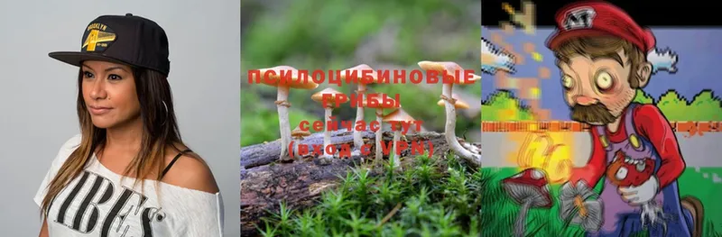 продажа наркотиков  Камешково  Псилоцибиновые грибы MAGIC MUSHROOMS 